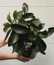 Load image into Gallery viewer, Peperomia Magnolifolia 200mm