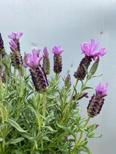 Load image into Gallery viewer, Lavender 'blueberry Ruffles' 140mm