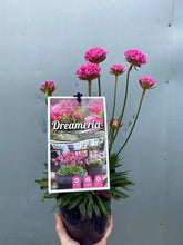 Load image into Gallery viewer, Dreameria 'daydream'