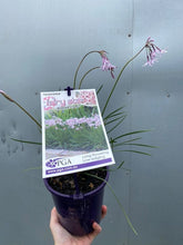 Load image into Gallery viewer, Tulbaghia 'dark Star'