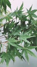 Load image into Gallery viewer, Acer Palmatum 'sangu Kaku' 400mm