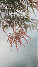 Load image into Gallery viewer, Acer Dissectum 'purple' 400mm