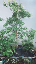 Load image into Gallery viewer, Acer Palmatum 'sangu Kaku' 400mm