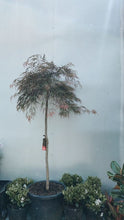 Load image into Gallery viewer, Acer Dissectum 'purple' 400mm