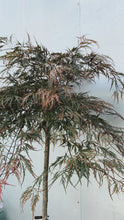 Load image into Gallery viewer, Acer Dissectum 'purple' 400mm