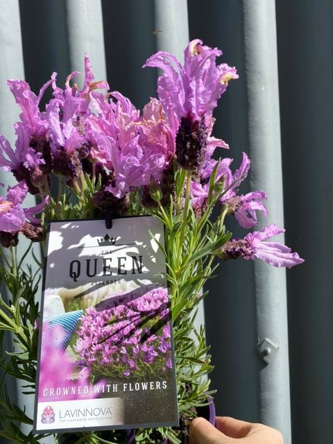 lavender queen plant Lavender 'the Queen' 140mm – Botanica Lane