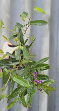 Load image into Gallery viewer, Hardenbergia Violacea 140mm