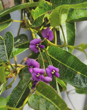 Load image into Gallery viewer, Hardenbergia Violacea 140mm