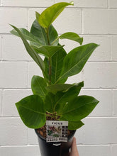 Load image into Gallery viewer, Ficus Altissima 'yellow Gem'