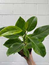 Load image into Gallery viewer, Ficus Altissima 'yellow Gem'