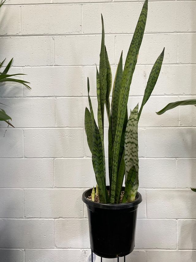 sansevieria green arrow Sansevieria Trifasciata Green