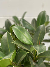Load image into Gallery viewer, Ficus Elastica 'melany'