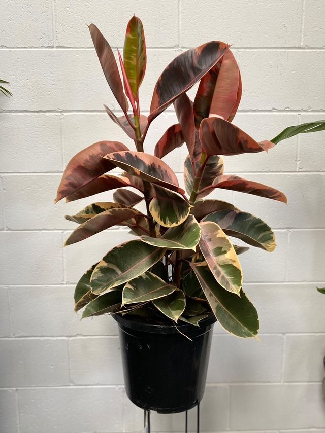 rubber tree tineke ruby Ficus Elastica 'tineke Ruby'