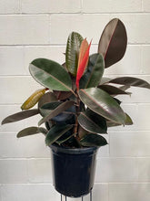 Load image into Gallery viewer, Ficus Elastica 'burgundy'