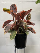 Load image into Gallery viewer, Ficus Elastica 'tineke Ruby'