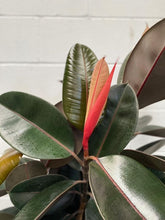 Load image into Gallery viewer, Ficus Elastica 'burgundy'