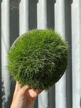 Load image into Gallery viewer, Zoysia Tenuifolia