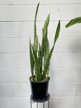 Load image into Gallery viewer, Sansevieria Trifasciata Green