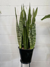 Load image into Gallery viewer, Sansevieria Trifasciata Green