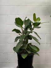 Load image into Gallery viewer, Ficus Benghalensis 'audrey'