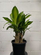 Load image into Gallery viewer, Dracena Massangeana