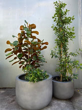 Load image into Gallery viewer, Trachelospermum Jasminoides