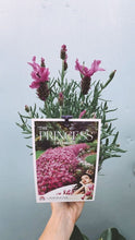Load image into Gallery viewer, Lavender 'the Princess'