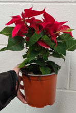 Load image into Gallery viewer, Poinsettia Red 150mm