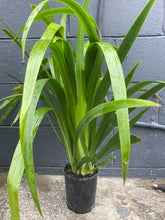 Load image into Gallery viewer, Neomarica 'walking Iris'