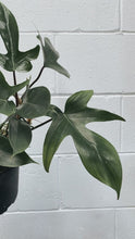 Load image into Gallery viewer, Philodendron Florida 170mm