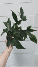 Load image into Gallery viewer, Philodendron Florida 170mm