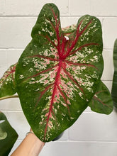 Load image into Gallery viewer, Caladium 180mm