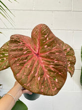 Load image into Gallery viewer, Caladium 180mm