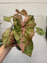 Load image into Gallery viewer, Caladium 180mm
