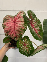 Load image into Gallery viewer, Caladium 180mm