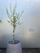 Load image into Gallery viewer, Olive Europea 'manzianillo'