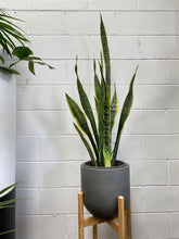 Load image into Gallery viewer, Sansevieria Trifasciata 'laurentii'