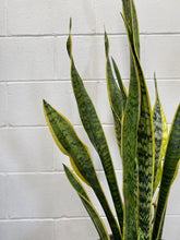 Load image into Gallery viewer, Sansevieria Trifasciata 'laurentii'