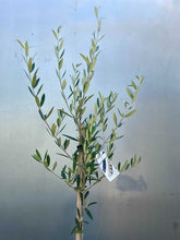 Load image into Gallery viewer, Olive Europea 'manzianillo'