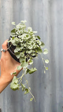 Load image into Gallery viewer, Dichondra 'silver Falls'