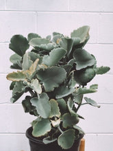 Load image into Gallery viewer, Kalanchoe 'oak Leaf'