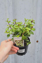 Load image into Gallery viewer, Portulacaria Afra