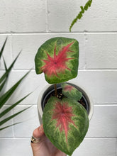 Load image into Gallery viewer, Caladium 'pink Lady' 100mm
