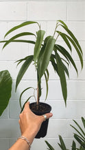 Load image into Gallery viewer, Ficus Alii