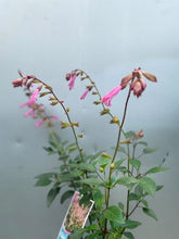 Load image into Gallery viewer, Salvia 'black And Bloom'