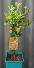 Load image into Gallery viewer, Calamondin Dwarf 'green'
