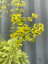 Load image into Gallery viewer, Euphorbia Ascot Rainbow 140mm