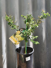 Load image into Gallery viewer, Finger Lime 'gold Pearl' 165mm