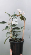 Load image into Gallery viewer, Stephanotis Floribunda