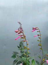Load image into Gallery viewer, Salvia 'black And Bloom'
